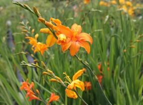 Křešina, montbrécie 'Okavango' - Crocosmia 'Okavango'