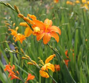 Křešina, montbrécie 'Okavango' - Crocosmia 'Okavango'