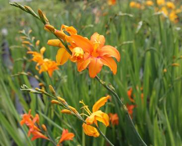 Křešina, montbrécie 'Okavango'