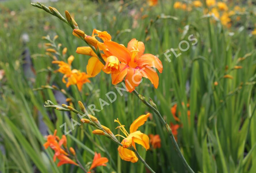 Křešina, montbrécie 'Okavango' - Crocosmia 'Okavango'