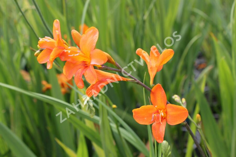 Křešina, montbrécie 'Okavango' - Crocosmia 'Okavango'