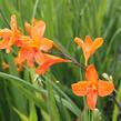 Křešina, montbrécie 'Okavango' - Crocosmia 'Okavango'