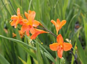 Křešina, montbrécie 'Okavango' - Crocosmia 'Okavango'
