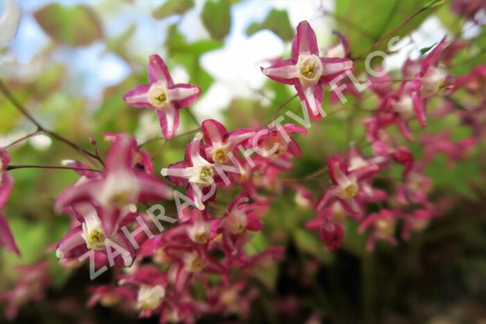 Škornice červená - Epimedium rubrum