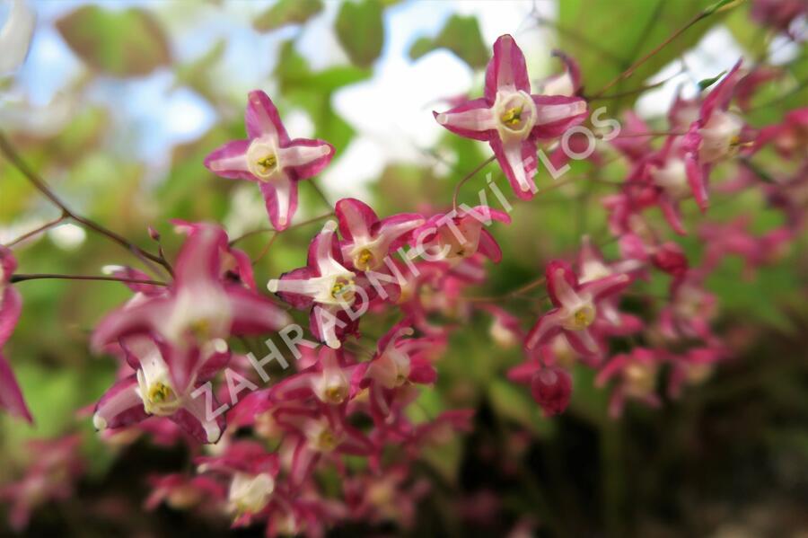 Škornice červená - Epimedium rubrum