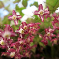 Škornice červená - Epimedium rubrum