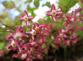 Škornice červená - Epimedium rubrum