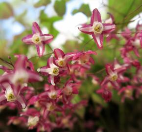 Škornice červená - Epimedium rubrum