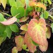 Škornice červená - Epimedium rubrum