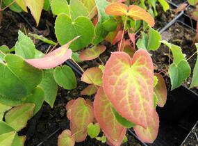 Škornice červená - Epimedium rubrum