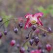 Škornice červená - Epimedium rubrum