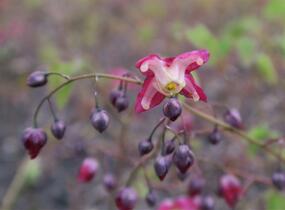 Škornice červená - Epimedium rubrum