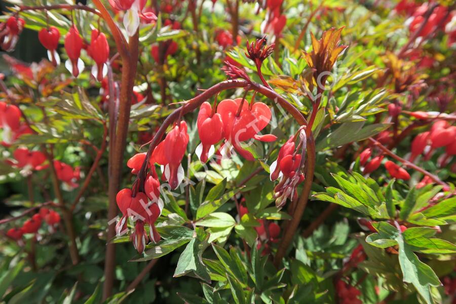 Srdcovka nádherná 'Valentine' - Dicentra spectabilis 'Valentine'