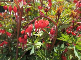 Srdcovka nádherná 'Valentine' - Dicentra spectabilis 'Valentine'