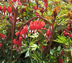 Srdcovka nádherná 'Valentine' - Dicentra spectabilis 'Valentine'