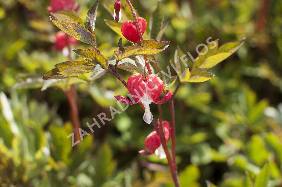 Srdcovka nádherná 'Valentine' - Dicentra spectabilis 'Valentine'