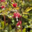 Srdcovka nádherná 'Valentine' - Dicentra spectabilis 'Valentine'