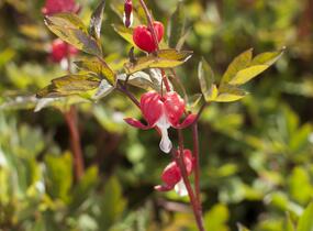 Srdcovka nádherná 'Valentine' - Dicentra spectabilis 'Valentine'