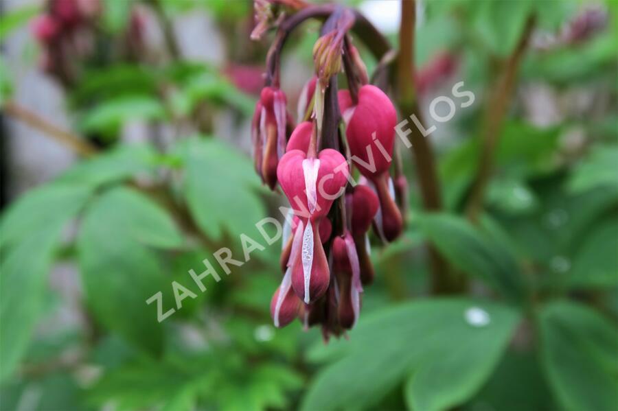 Srdcovka nádherná 'Valentine' - Dicentra spectabilis 'Valentine'