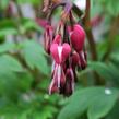 Srdcovka nádherná 'Valentine' - Dicentra spectabilis 'Valentine'