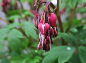 Srdcovka nádherná 'Valentine' - Dicentra spectabilis 'Valentine'