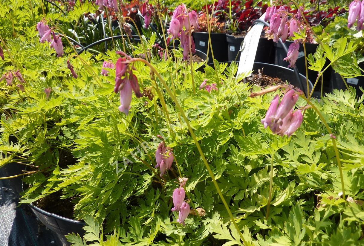 Srdcovka nízká - Dicentra formosa
