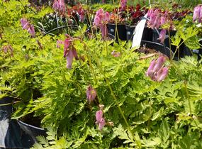 Srdcovka nízká - Dicentra formosa