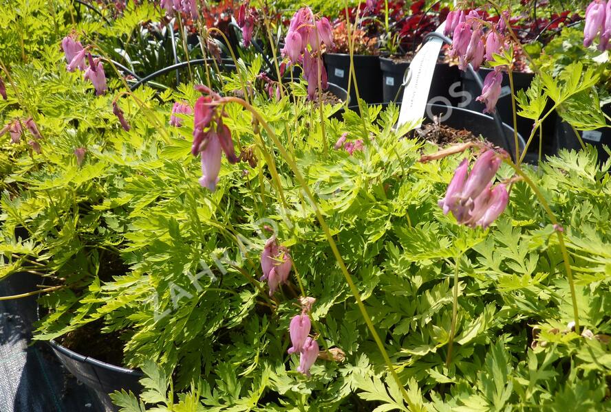 Srdcovka nízká - Dicentra formosa