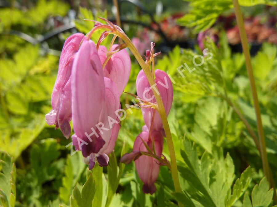 Srdcovka nízká - Dicentra formosa