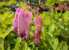Srdcovka nízká - Dicentra formosa
