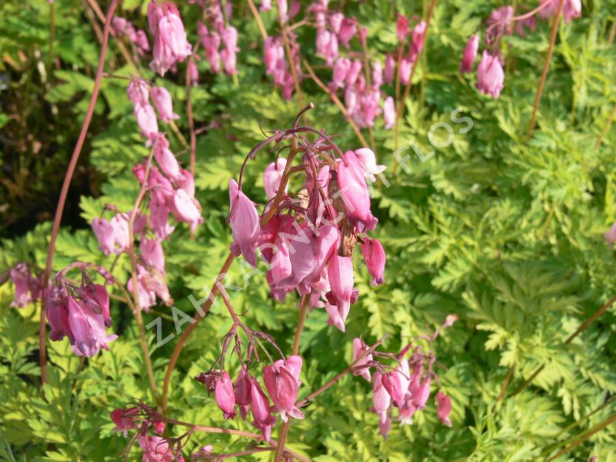 Srdcovka nízká - Dicentra formosa