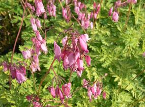 Srdcovka nízká - Dicentra formosa