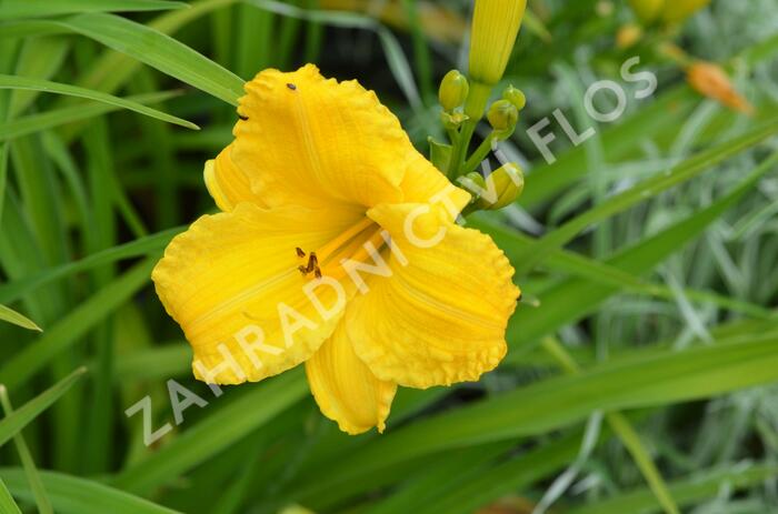 Denivka 'Bakabana' - Hemerocallis 'Bakabana'
