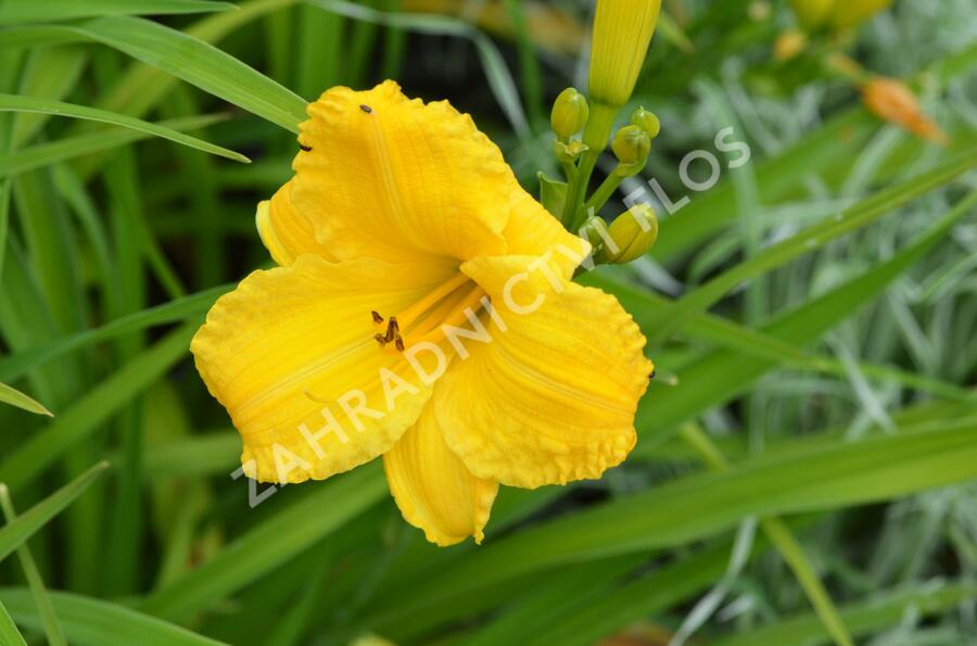 Denivka 'Bakabana' - Hemerocallis 'Bakabana'