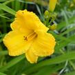 Denivka 'Bakabana' - Hemerocallis 'Bakabana'