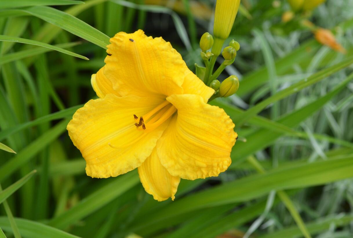 Denivka 'Bakabana' - Hemerocallis 'Bakabana'