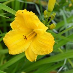 Denivka 'Bakabana' - Hemerocallis 'Bakabana'