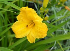 Denivka 'Bakabana' - Hemerocallis 'Bakabana'
