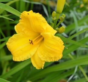 Denivka 'Bakabana' - Hemerocallis 'Bakabana'