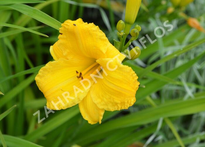 Denivka 'Bakabana' - Hemerocallis 'Bakabana'
