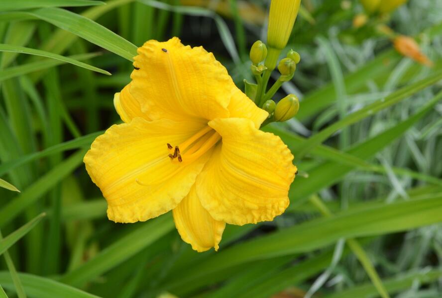 Denivka 'Bakabana' - Hemerocallis 'Bakabana'