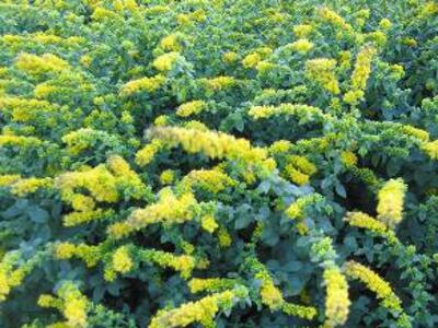 Zlatobýl 'Golden Fleece' - Solidago sphacelata 'Golden Fleece'