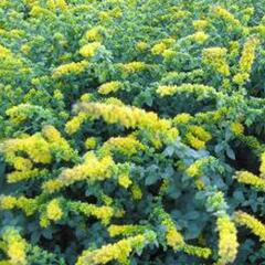 Zlatobýl 'Golden Fleece' - Solidago sphacelata 'Golden Fleece'