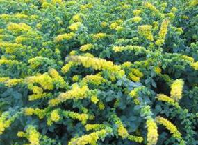 Zlatobýl 'Golden Fleece' - Solidago sphacelata 'Golden Fleece'