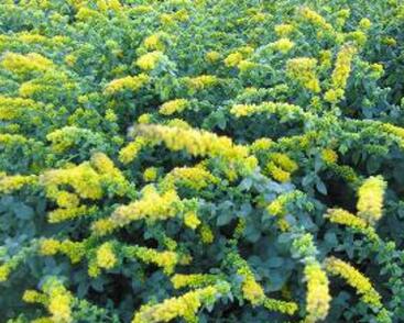 Zlatobýl 'Golden Fleece'