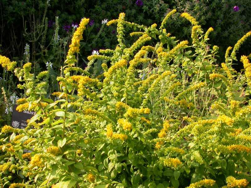 Zlatobýl 'Golden Fleece' - Solidago sphacelata 'Golden Fleece'
