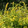 Zlatobýl 'Golden Fleece' - Solidago sphacelata 'Golden Fleece'