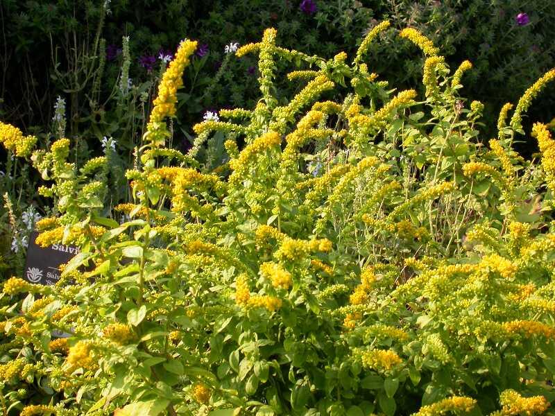 Zlatobýl 'Golden Fleece' - Solidago sphacelata 'Golden Fleece'