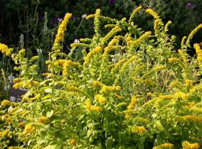Zlatobýl 'Golden Fleece' - Solidago sphacelata 'Golden Fleece'