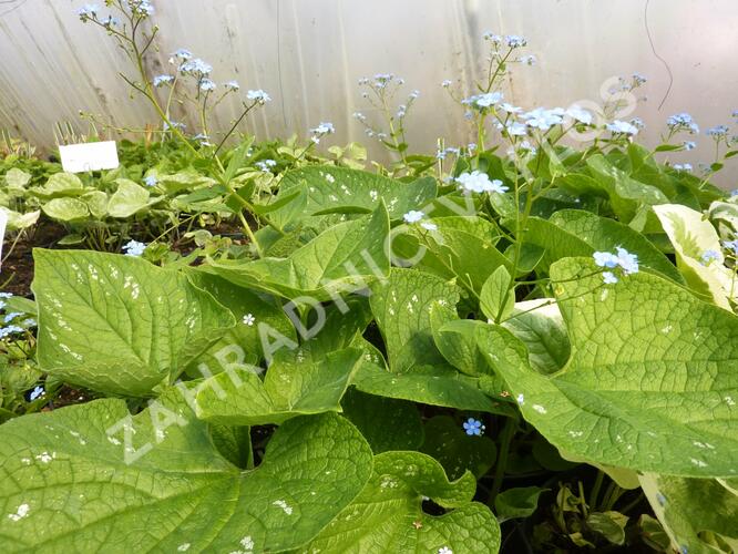 Pomněnkovec velkolistý 'Langtrees' - Brunnera macrophylla 'Langtrees'